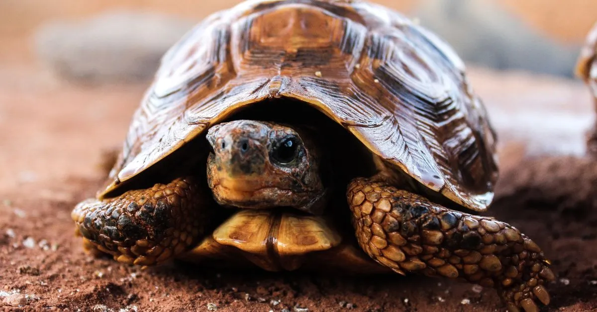 6 Page Speed Killers Slowing You Down
